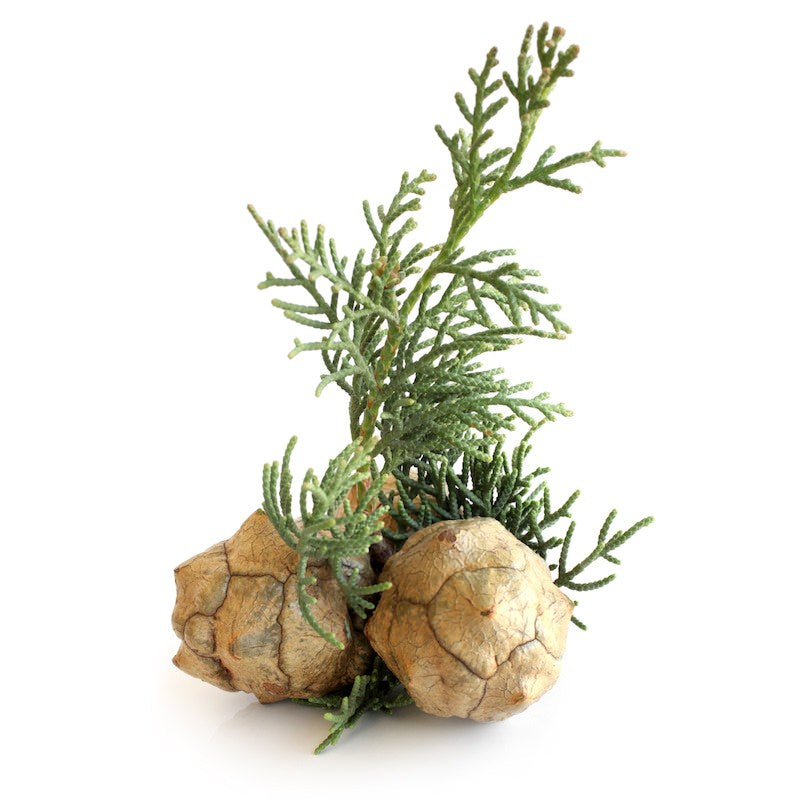 Organic Cypress Essential Oil