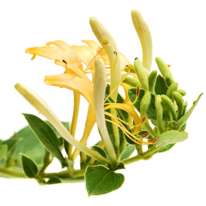 Organic Honeysuckle Absolute Oil