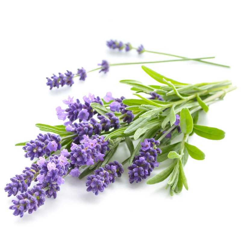 Organic Lavender Essential Oil