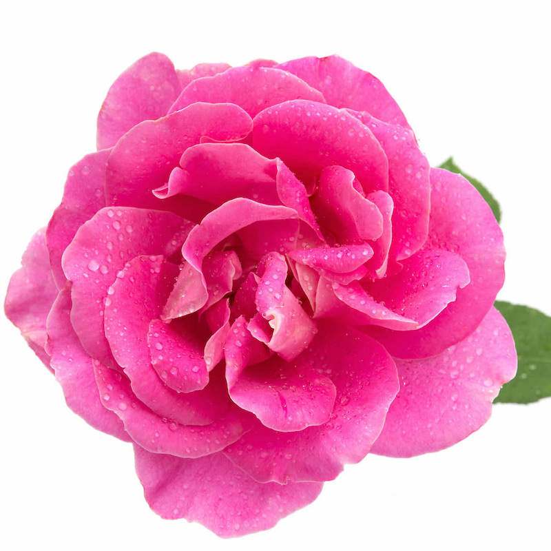 Organic Rose Essential Oil