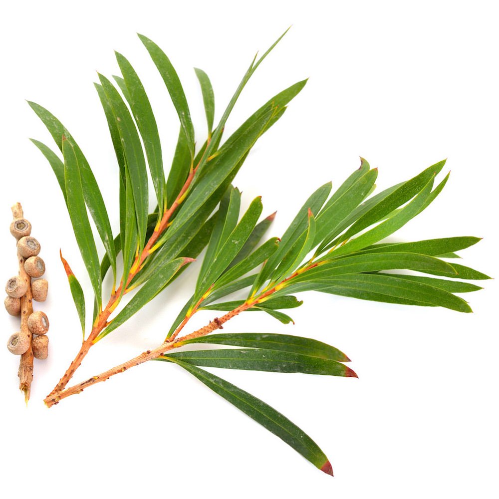 Organic Tea Tree Essential Oil