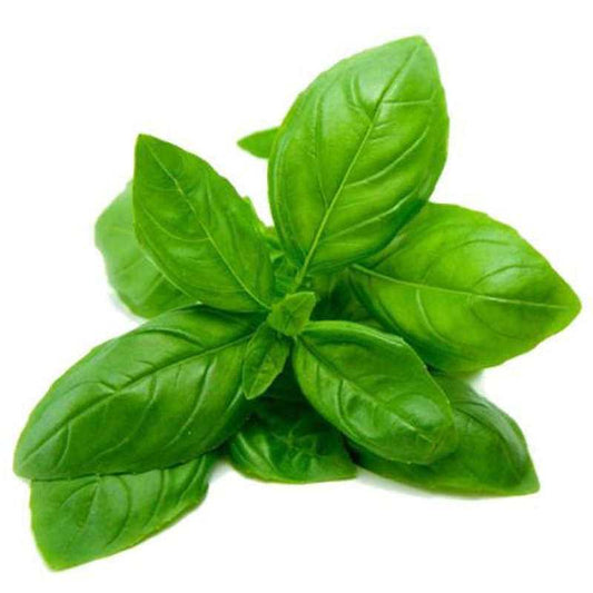 Organic Basil Essential Oil