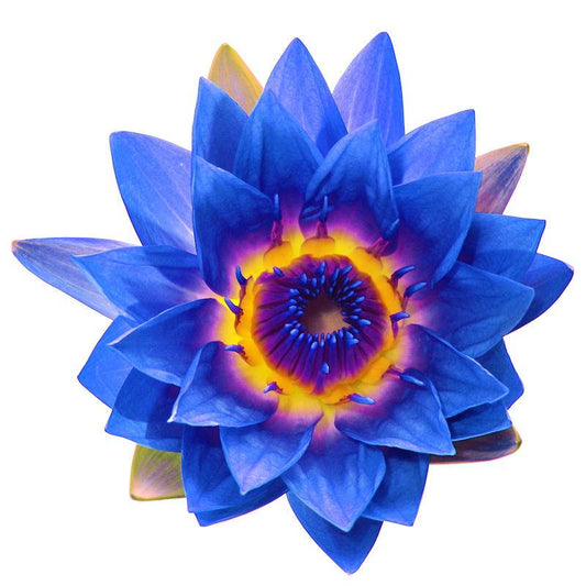 Organic Blue Water Lily Absolute Oil