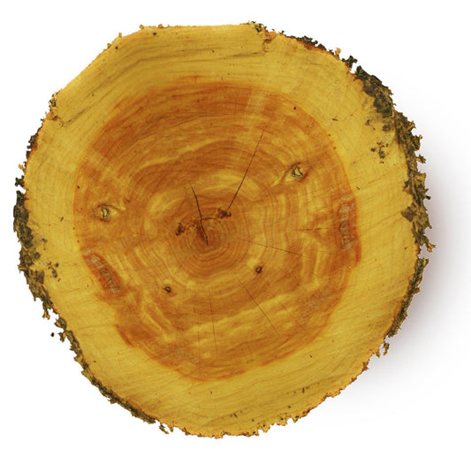Organic Cedarwood Essential Oil