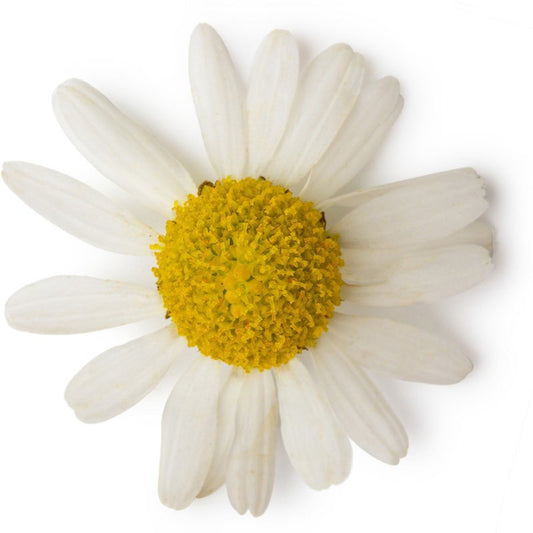 Organic Roman Chamomile Essential Oil
