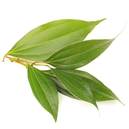 Organic Cinnamon Leaf Essential Oil