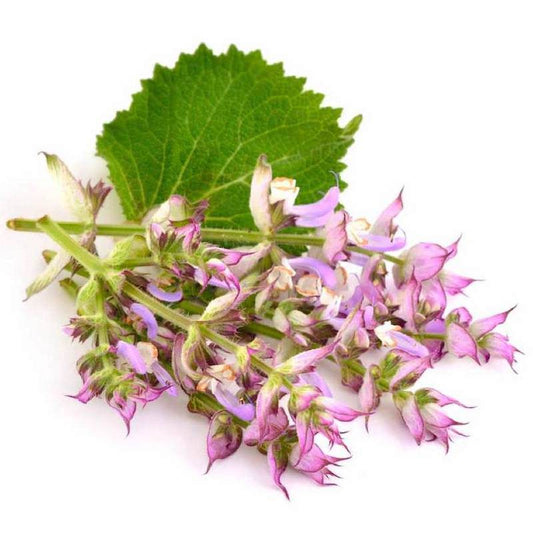 Organic Clary Sage Essential Oil