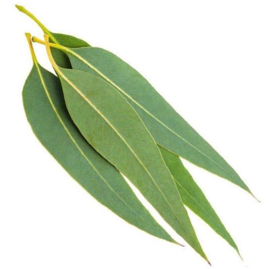 Organic Eucalyptus Essential Oil