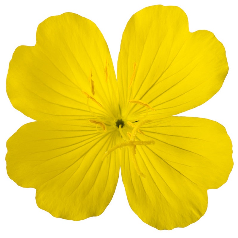 Organic Evening Primrose Oil
