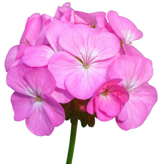 Organic Geranium Essential Oil