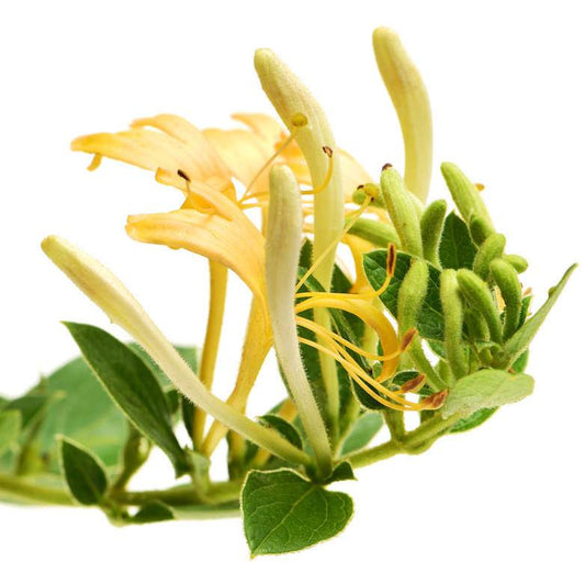 Organic Honeysuckle Absolute Oil