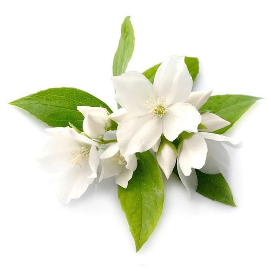 Organic Jasmine Absolute Oil
