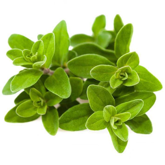Organic Sweet Marjoram Essential Oil