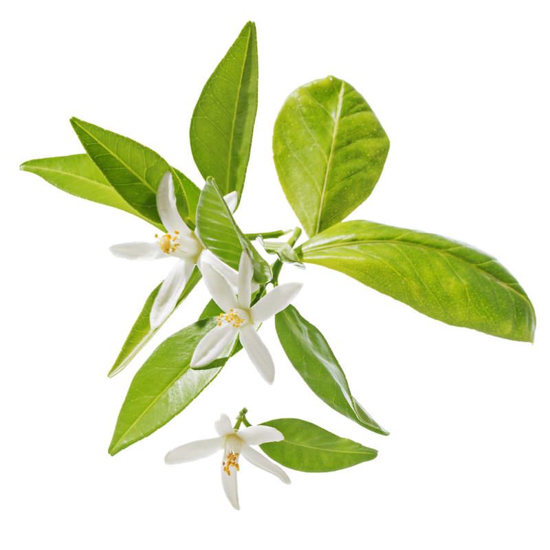 Organic Neroli Essential Oil