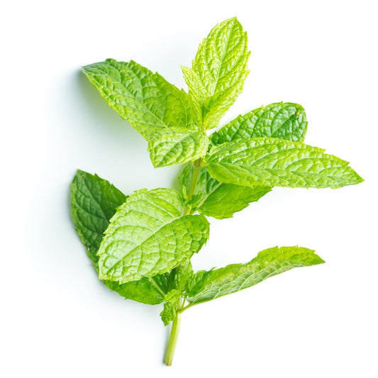 Organic Peppermint Essential Oil