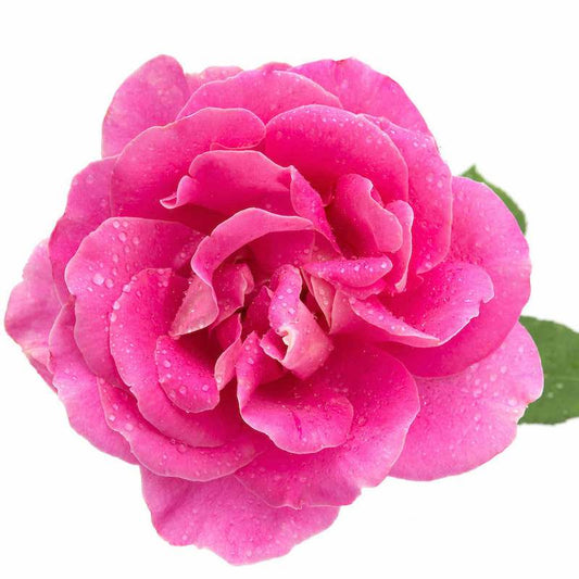 Organic Rose Essential Oil