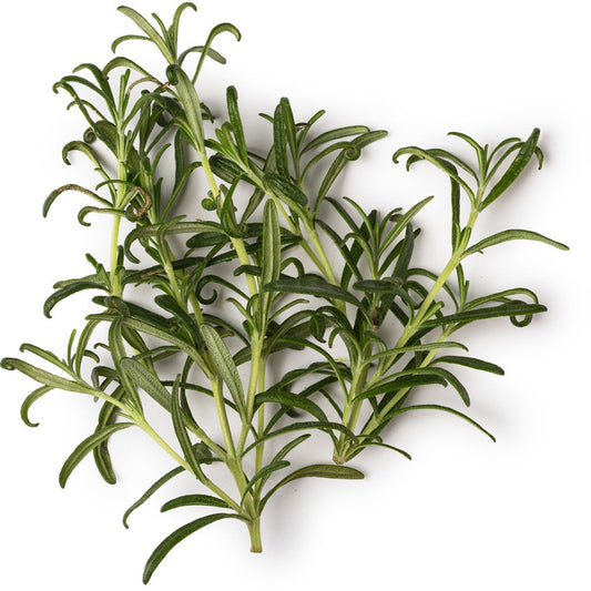 Organic Rosemary Essential Oil
