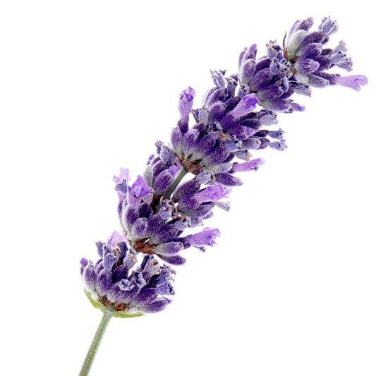 Organic Spike Lavender Essential Oil