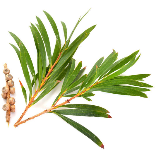 Organic Tea Tree Essential Oil