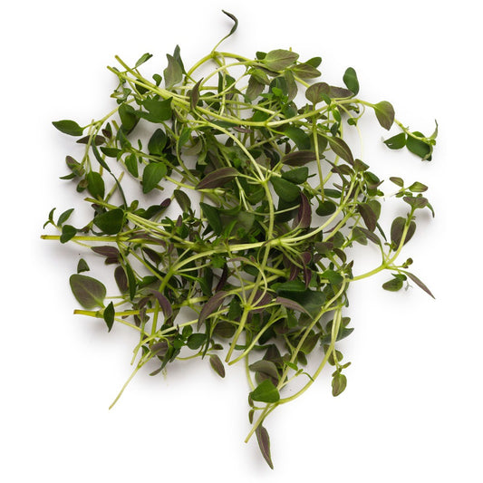 Organic Thyme Essential Oil