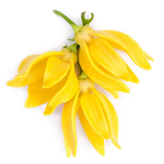 Organic Ylang Ylang Essential Oil